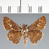  (Hesperiidae_gen sp. CF722 - CFCD02796)  @11 [ ] copyright (2023) Center For Collection-Based Research Center For Collection-Based Research