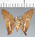  (Hesperiidae_gen sp. CF723 - CFCD02797)  @11 [ ] copyright (2023) Center For Collection-Based Research Center For Collection-Based Research