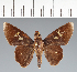  (Hesperiidae_gen sp. CF724 - CFCD02798)  @11 [ ] copyright (2023) Center For Collection-Based Research Center For Collection-Based Research