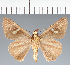  (Hesperiidae_gen sp. CF725 - CFCD02799)  @11 [ ] copyright (2023) Center For Collection-Based Research Center For Collection-Based Research