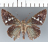  (Narcosius mura - CFCD03296)  @11 [ ] copyright (2023) Center For Collection-Based Research Center For Collection-Based Research