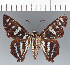  ( - CFCD03318)  @11 [ ] copyright (2023) Center For Collection-Based Research Center For Collection-Based Research