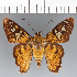  ( - CFCD03322)  @11 [ ] copyright (2023) Center For Collection-Based Research Center For Collection-Based Research