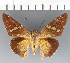  (Epargyreus socus - CFCD03327)  @11 [ ] copyright (2023) Center For Collection-Based Research Center For Collection-Based Research