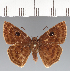  ( - CFCD03392)  @11 [ ] copyright (2023) Center For Collection-Based Research Center For Collection-Based Research
