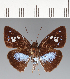  ( - CFCD03486)  @11 [ ] copyright (2023) Center For Collection-Based Research Center For Collection-Based Research