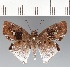  ( - CFCD03648)  @11 [ ] copyright (2023) Center For Collection-Based Research Center For Collection-Based Research