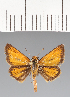  (Copaeodes jean - CFCD03659)  @11 [ ] copyright (2023) Center For Collection-Based Research Center For Collection-Based Research