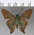  (Aguna coelus - CFCD01039)  @13 [ ] Copyright (2018) Christer Fahraeus Center For Collection-Based Research