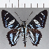  ( - CFCD01100)  @11 [ ] Copyright (2019) Christer Fahraeus Center For Collection-Based Research