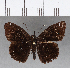  ( - CFCD01117)  @12 [ ] Copyright (2019) Christer Fahraeus Center For Collection-Based Research
