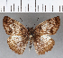  (Mylon cajus - CFCD01131)  @11 [ ] Copyright (2019) Christer Fahraeus Center For Collection-Based Research