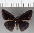  (Anastrus neaeris - CFCD01138)  @11 [ ] Copyright (2019) Christer Fahraeus Center For Collection-Based Research