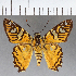  (Myscelus nobilis - CFCD01143)  @11 [ ] Copyright (2019) Christer Fahraeus Center For Collection-Based Research