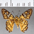  (Myscelus amystis - CFCD01144)  @13 [ ] Copyright (2019) Christer Fahraeus Center For Collection-Based Research