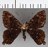  (Homidiana sp. CF01 - CFCD01148)  @13 [ ] Copyright (2019) Christer Fahraeus Center For Collection-Based Research