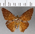  (Porphyrogenes specularis - CFCD01149)  @11 [ ] Copyright (2019) Christer Fahraeus Center For Collection-Based Research