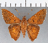  (Dyscophellus porcius - CFCD01161)  @11 [ ] Copyright (2019) Christer Fahraeus Center For Collection-Based Research