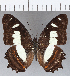  (Metamorpha - CFCD01174)  @14 [ ] Copyright (2019) Christer Fahraeus Center For Collection-Based Research