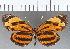  ( - CFCD01183)  @11 [ ] Copyright (2019) Christer Fahraeus Center For Collection-Based Research
