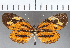  ( - CFCD01184)  @11 [ ] Copyright (2019) Christer Fahraeus Center For Collection-Based Research