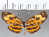  ( - CFCD01185)  @11 [ ] Copyright (2019) Christer Fahraeus Center For Collection-Based Research