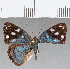  (Dynamine colombiana - CFCD01209)  @11 [ ] Copyright (2019) Christer Fahraeus Center For Collection-Based Research