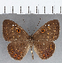  ( - CFCD01242)  @11 [ ] Copyright (2019) Christer Fahraeus Center For Collection-Based Research