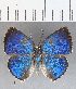  (Siderus parvinotus - CFCD01296)  @11 [ ] Copyright (2019) Christer Fahraeus Center For Collection-Based Research