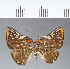  ( - CFCD00130)  @11 [ ] Copyright (2018) Christer Fahraeus Center For Collection-Based Research