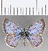  (Hemiargus martha - CFCD01360)  @11 [ ] Copyright (2019) Christer Fahraeus Center For Collection-Based Research