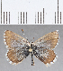  (Itylos mashenka - CFCD01364)  @11 [ ] Copyright (2019) Christer Fahraeus Center For Collection-Based Research