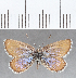  (Itylos nr. titicaca - CFCD01374)  @11 [ ] Copyright (2019) Christer Fahraeus Center For Collection-Based Research
