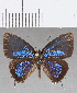  ( - CFCD01402)  @11 [ ] Copyright (2020) Christer Fahraeus Center For Collection-Based Research