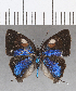  ( - CFCD01413)  @11 [ ] Copyright (2020) Christer Fahraeus Center For Collection-Based Research