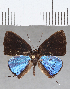  ( - CFCD01498)  @11 [ ] Copyright (2020) Christer Fahraeus Center For Collection-Based Research