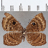  ( - CFCD01531)  @11 [ ] Copyright (2020) Christer Fahraeus Center For Collection-Based Research