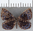  ( - CFCD01532)  @11 [ ] Copyright (2020) Christer Fahraeus Center For Collection-Based Research