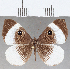  ( - CFCD01581)  @11 [ ] copyright (2020) Christer Fahraeus Center For Collection-Based Research