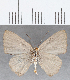  (Theope sp. CF73 - CFCD01598)  @11 [ ] copyright (2020) Christer Fahraeus Center For Collection-Based Research