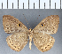  ( - CFCD00168)  @11 [ ] Copyright (2018) Christer Fahraeus Center For Collection-Based Research