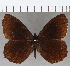  (Pedaliodes simplissima - CFCD01762)  @11 [ ] copyright (2020) Christer Fahraeus Center For Collection-Based Research
