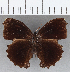  ( - CFCD01766)  @11 [ ] copyright (2020) Christer Fahraeus Center For Collection-Based Research