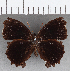  ( - CFCD01773)  @11 [ ] copyright (2020) Christer Fahraeus Center For Collection-Based Research