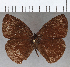  (Forsterinaria falcata - CFCD01785)  @11 [ ] copyright (2020) Christer Fahraeus Center For Collection-Based Research