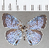 ( - CFCD01811)  @11 [ ] copyright (2020) Christer Fahraeus Center For Collection-Based Research