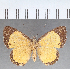  (Pachythone sp. CF01 - CFCD01823)  @11 [ ] copyright (2021) Center For Collection-Based Research Center For Collection-Based Research