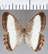  ( - CFCD01853)  @11 [ ] copyright (2021) Center For Collection-Based Research Center For Collection-Based Research