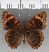  (Junonia sp. CF11 - CFCD01859)  @11 [ ] copyright (2021) Center For Collection-Based Research Center For Collection-Based Research