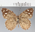  (Eunica sp. CF01 - CFCD01891)  @11 [ ] copyright (2021) Center For Collection-Based Research Center For Collection-Based Research